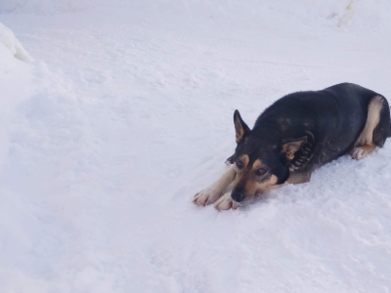 Что нужно знать о бешенстве?