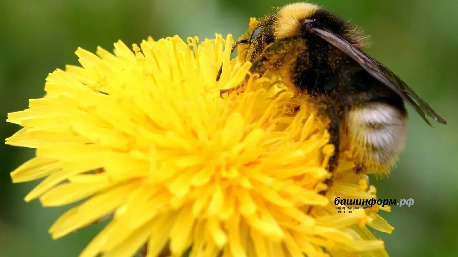 Яңы закон бал ҡорттарын күпләп һәләк булыуҙан яҡлай