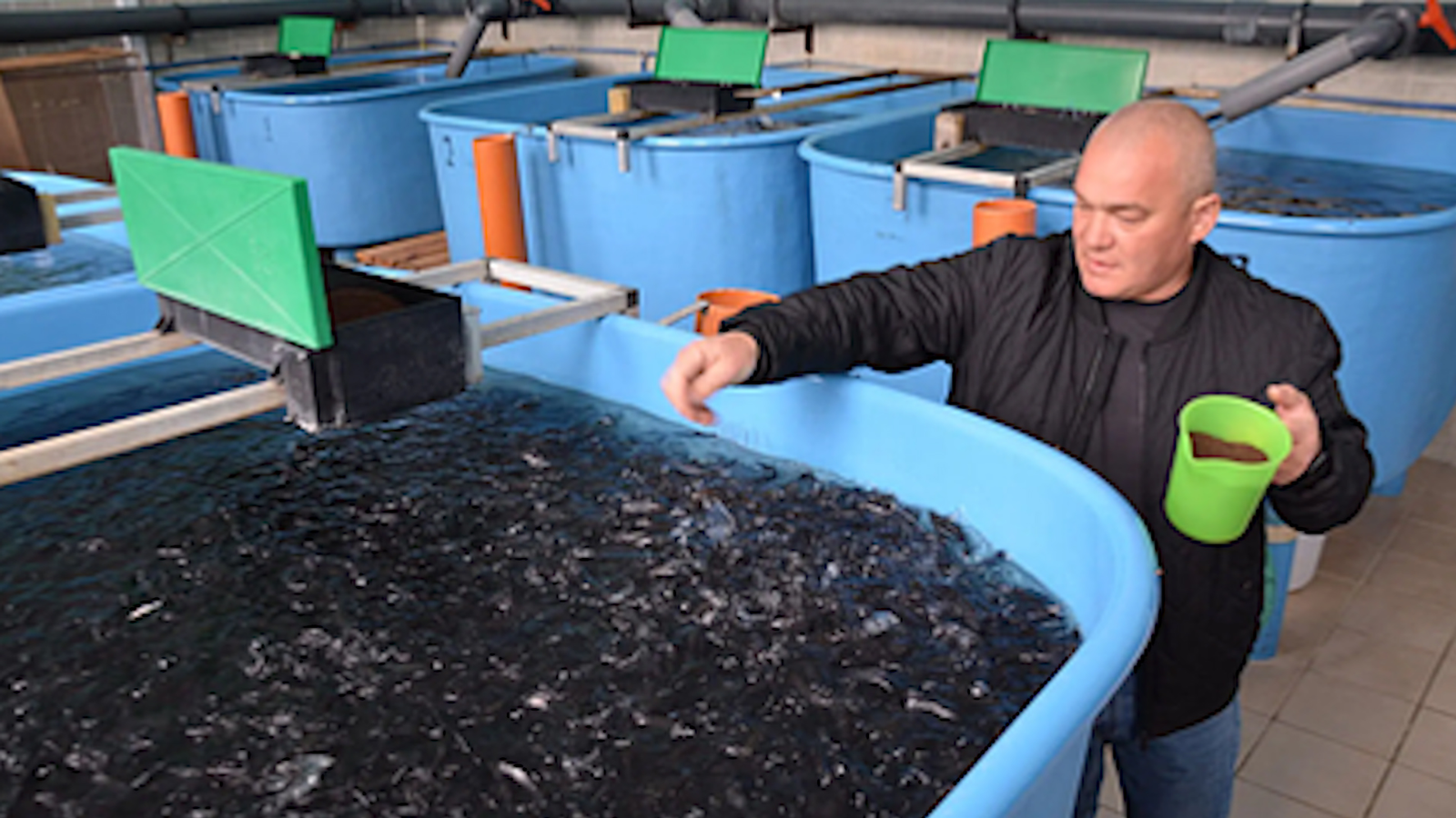 Ҡарман балыҡ хужалығында элиталы балыҡ үҫтерәләр