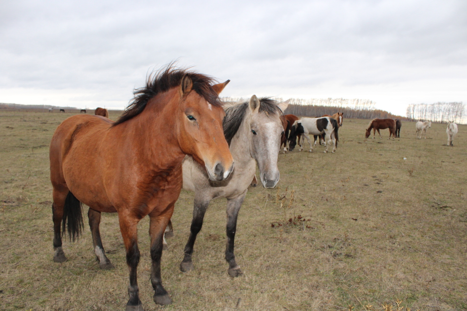 Бәләкәй агробизнес үҫешә