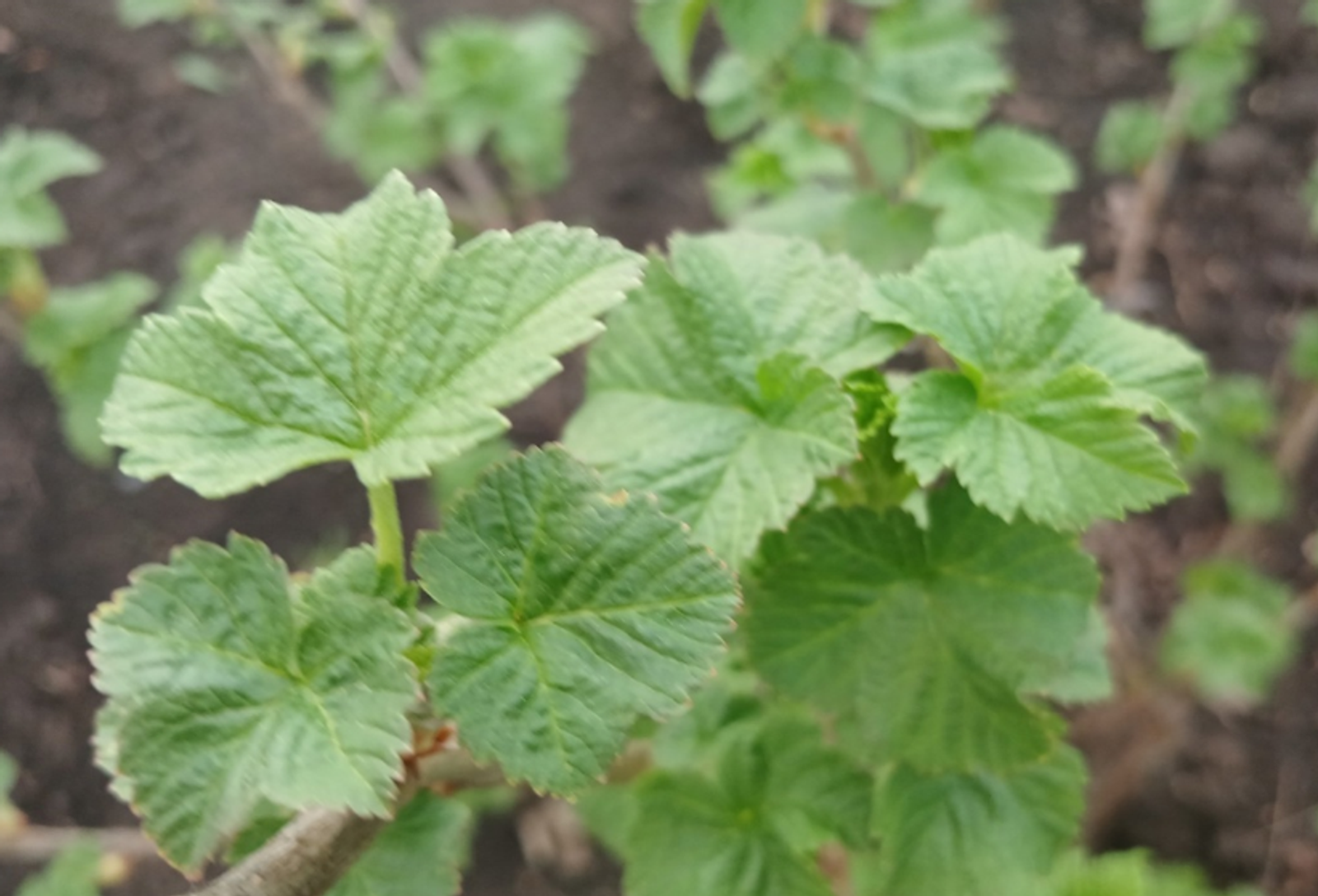 Ҡарағат япрағының иң тәмле, шифалы сағы