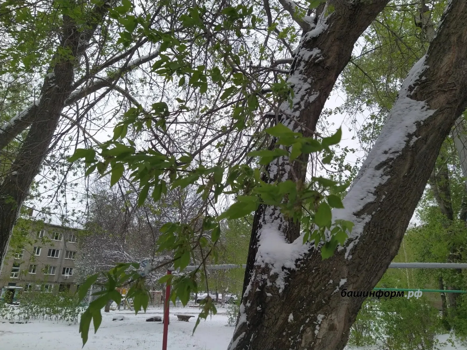 Башҡортостанда ҡар яуыуы һәм боҙлауыҡ булыуы көтөлә