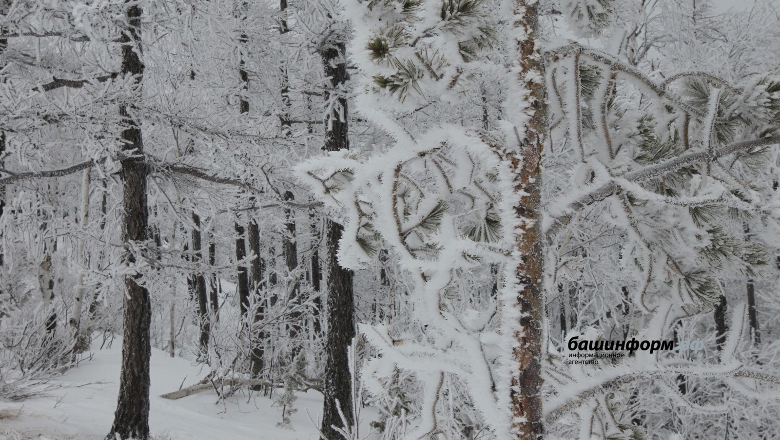 Республикала урмандың 100% йыһан күҙәтеүендә