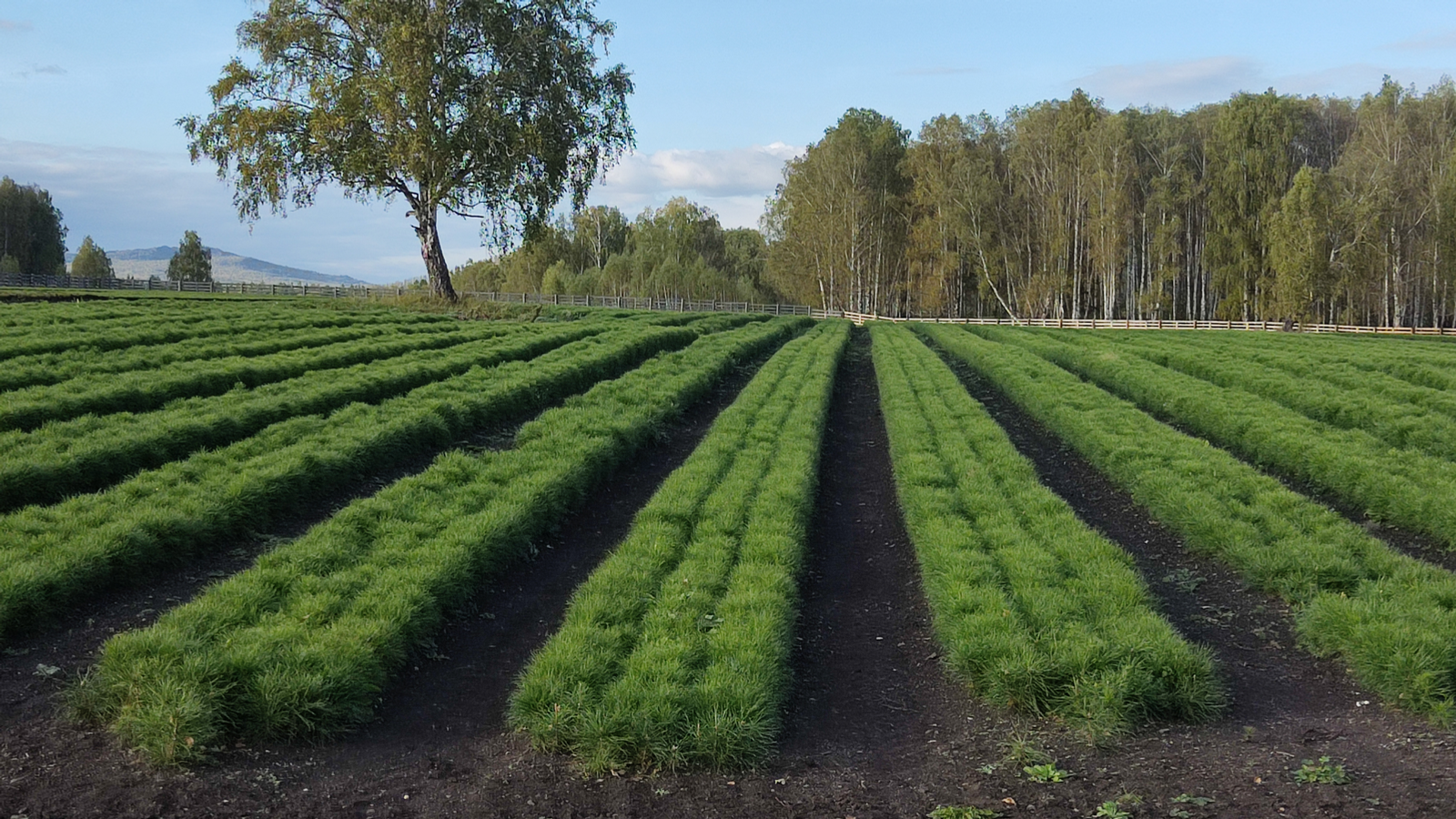 “Хәтер баҡсаһы” акцияһы сиктәрендә ике миллионға яҡын ағас ултыртыласаҡ