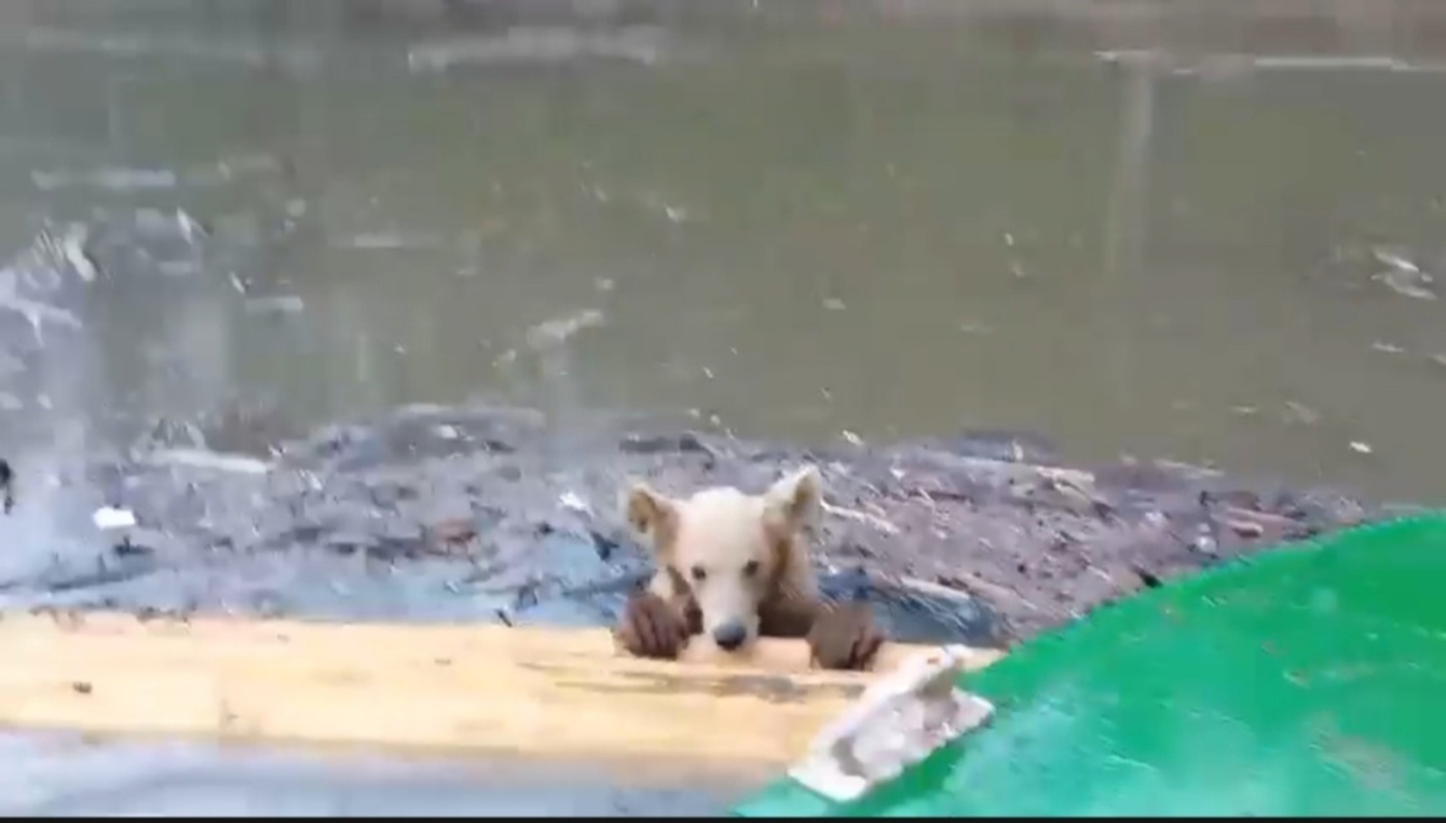 Айыу балаһын үлемдән ҡотҡарғандар...