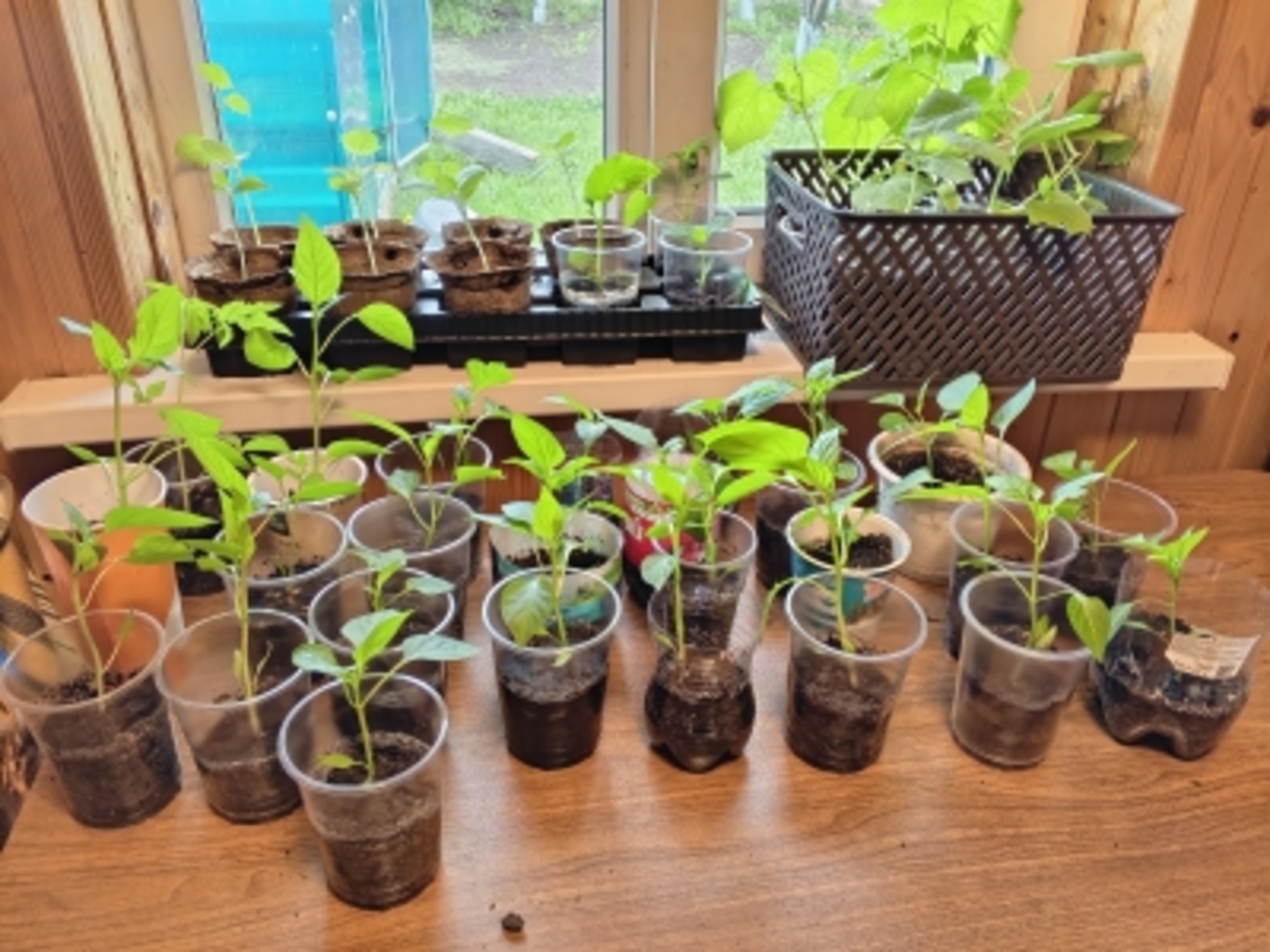 Үҫентеләрҙе сәсеү алдынан ерҙе нисек һәм нимә менән эшкәртергә?