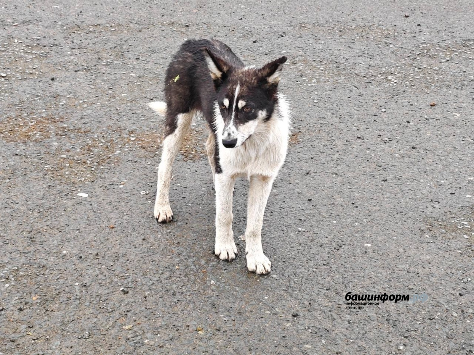 Ҡотороу сиренән бушлай вакцинация