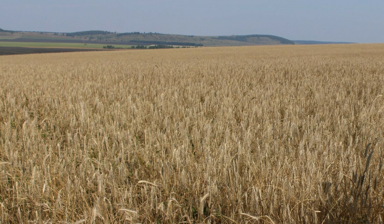 Экспортланған продукция арта