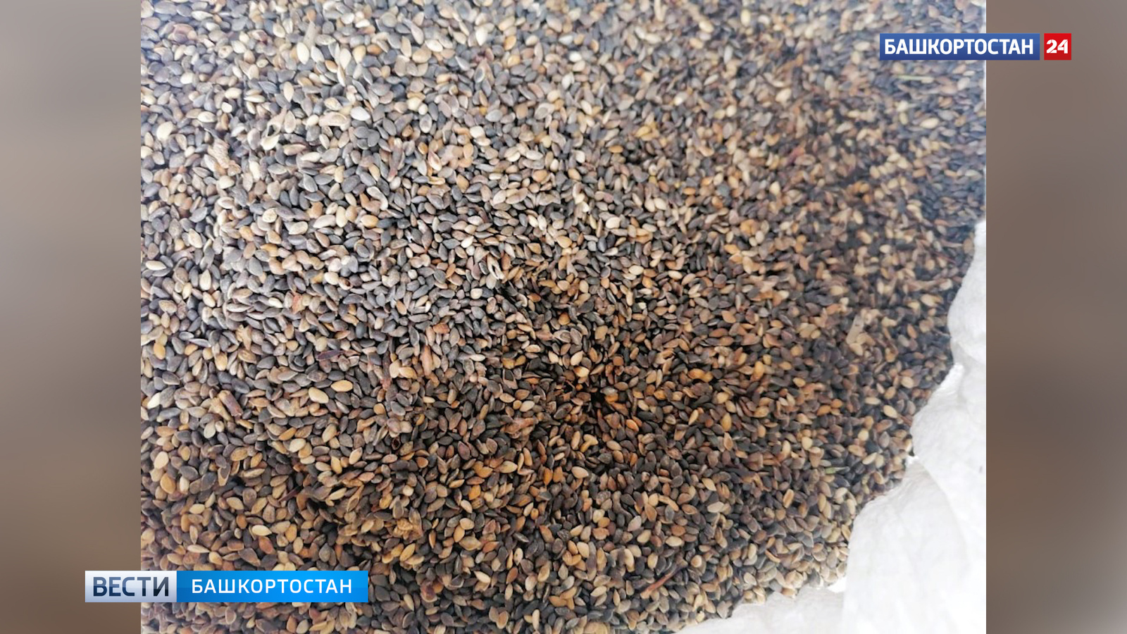 Үҙебеҙҙең орлоҡ сифатлы