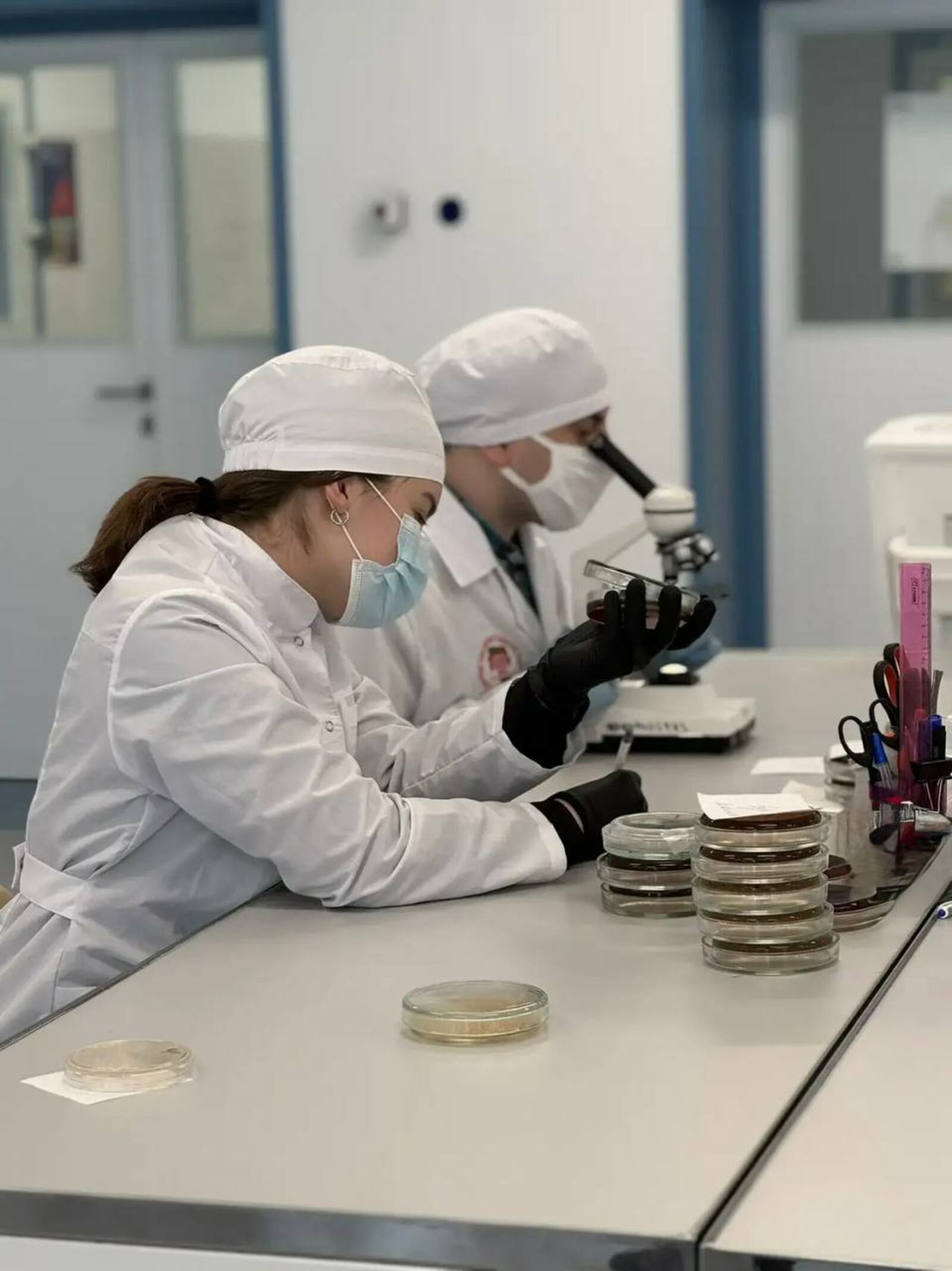 В Межвузовском кампусе создали тест-систему для быстрого поиска «бактерии стройн