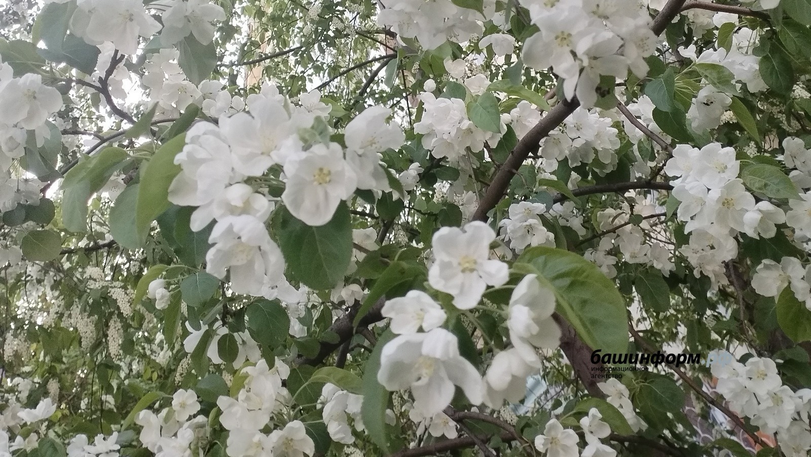 Алдағы өс көндә республикала үҙгәреүсән һауа торошо көтөлә