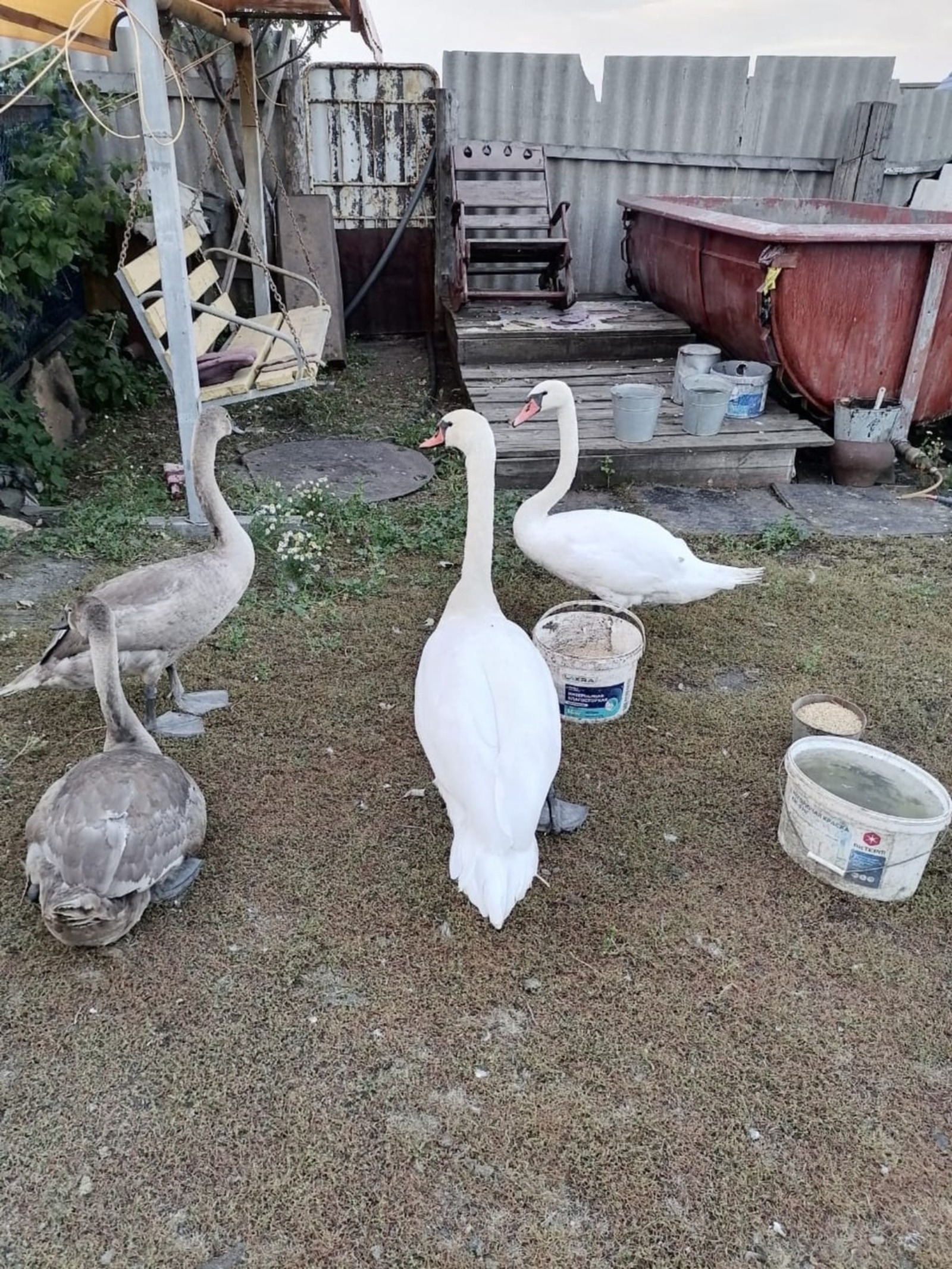 Хәйбулла районында аҡҡоштар кешеләргә эйәләшкән