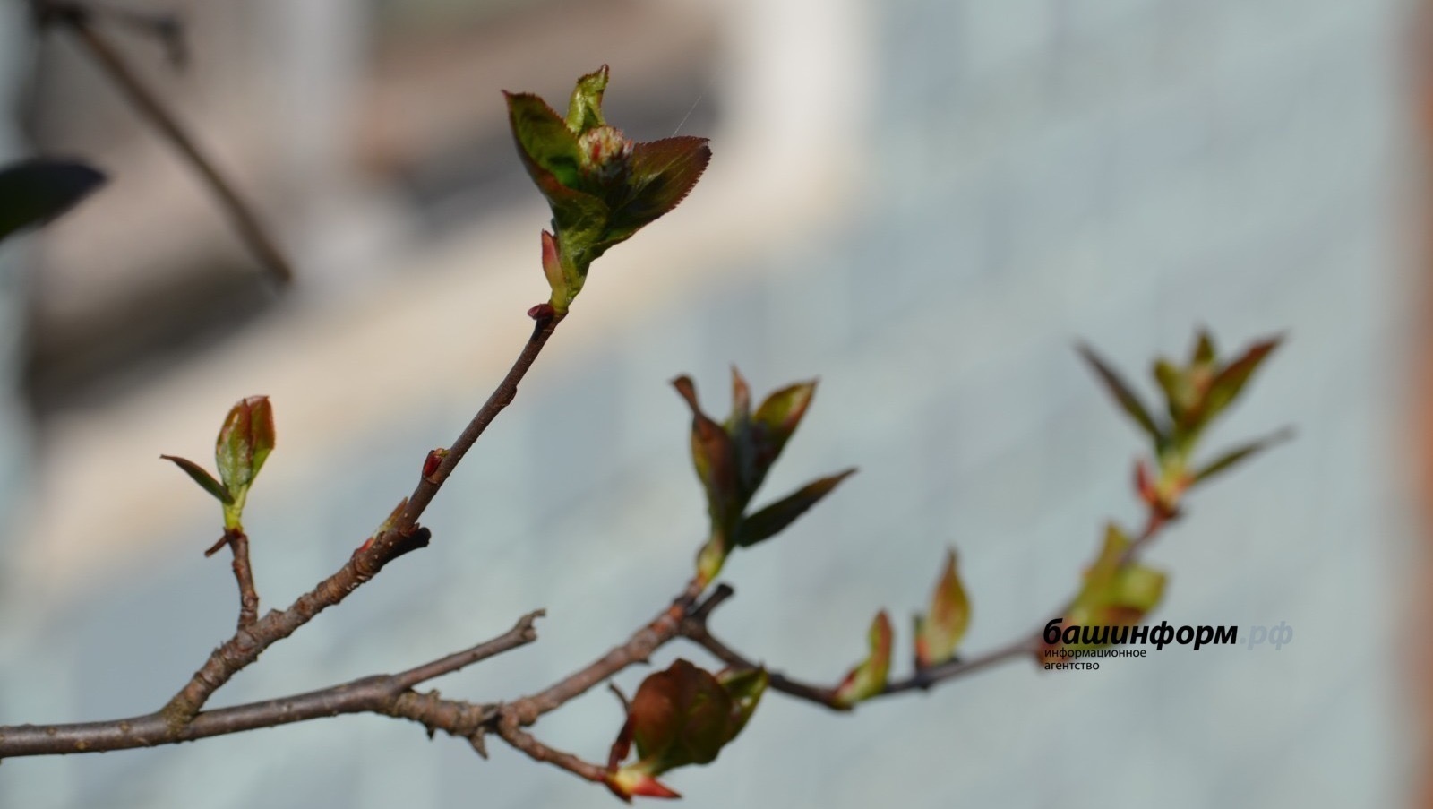 Йәнә һыуыҡтар киләсәк